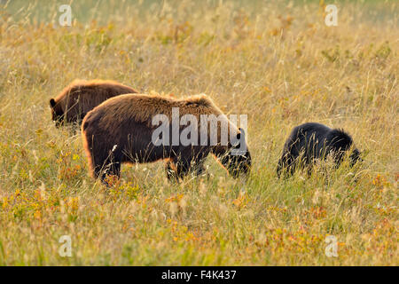 Amerikanischer Schwarzbär (Ursus americanus)), Waterton Lakes National Park, Alberta, Kanada Stockfoto