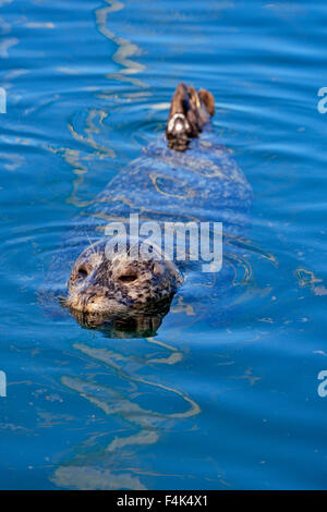 Hafen Sie, Dichtung (Phoca Vitulina), Victoria, Britisch-Kolumbien, Kanada Stockfoto