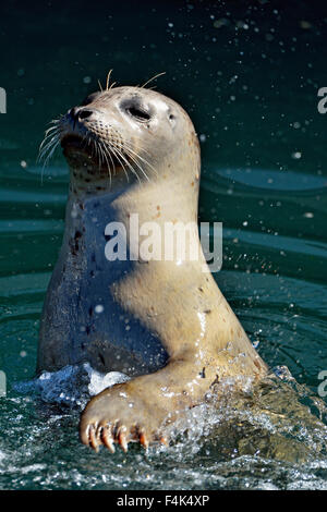 Hafen Sie, Dichtung (Phoca Vitulina), Victoria, Britisch-Kolumbien, Kanada Stockfoto