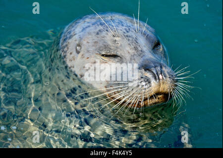 Hafen Sie, Dichtung (Phoca Vitulina), Victoria, Britisch-Kolumbien, Kanada Stockfoto