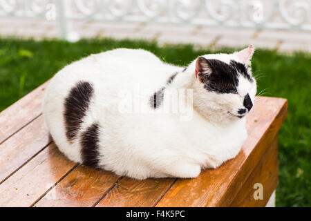 Fette Katze sitzend Stockfoto