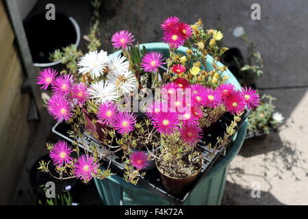 Weiß, rot und rosa Schwein Gesicht Blumen oder Mesembryanthemum, Eis Pflanze blüht, Livingstone Gänseblümchen in voller Blüte Stockfoto