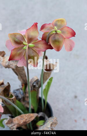 Nahaufnahme von Canivorous gelbe Kannenpflanzen Blumen Stockfoto