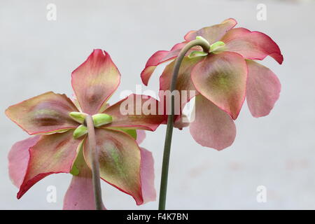 Nahaufnahme von Canivorous gelbe Kannenpflanzen Blumen Stockfoto