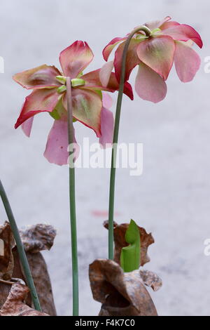 Nahaufnahme von Canivorous gelbe Kannenpflanzen Blumen Stockfoto