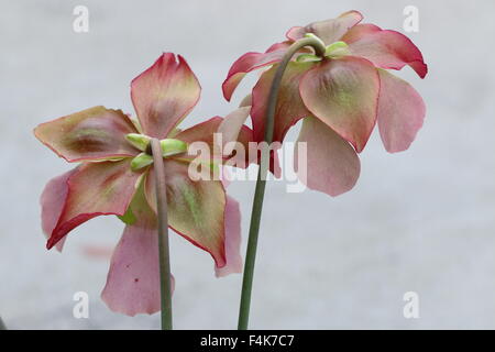 Nahaufnahme von Canivorous gelbe Kannenpflanzen Blumen Stockfoto