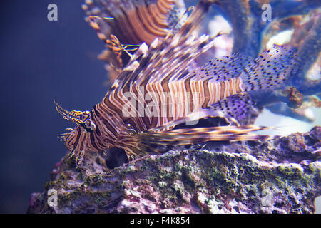 Nahaufnahme einer exotischen Fische schwimmen im aquarium Stockfoto