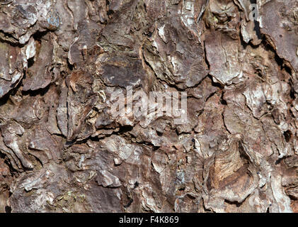Die Nahaufnahme von Pinienrinde für Textur oder Hintergrund Stockfoto