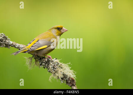 Grünfink (Zuchtjahr Chloris) männlich Stockfoto