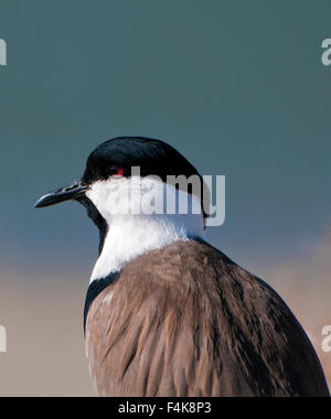 Sporn-winged Plover, Vanellus spinosus Stockfoto