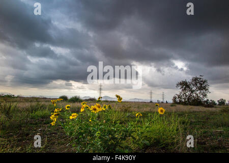 Fontana, Kalifornien, USA. 19. Oktober 2015. Regen nach Südkalifornien brachten endlich Frühling in der Region ein paar Monate zu spät.  Bereiche, die normalerweise ruhenden gehen würde sind sprießen neue Wachstum bedarf viel Regen hat dämpften die was jeher Feuer Saisonbeginn seit.  Die Regenfälle haben auch Überschwemmungen und Schlammlawinen Gebiete gebracht, die vor kurzem gebrannt worden sind. Bildnachweis: John Crowe/Alamy Live-Nachrichten Stockfoto