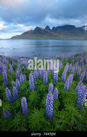 Blaue Alaskan Lupinen (Lupinus Nootkatensis) über Stodvarfjordur Fjord, Austurland, Island. Stockfoto