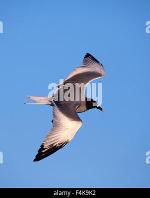 Schwalbenschwanz-Möwe im blauen Himmel (Creagrus furcatus) Stockfoto