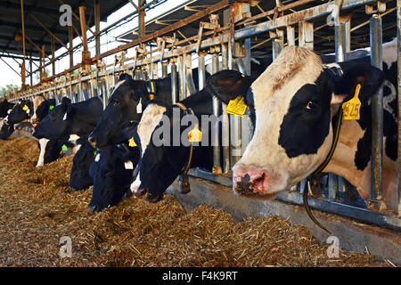 Kühe essen in einem Kuhstall Stockfoto