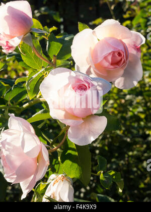 Blühende Rose Bush, USA Stockfoto