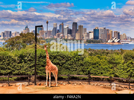 Australische Stadtbild von CBD gegenüber Hafen von grünen Park mit einzelnen Giraffe im Vordergrund Stockfoto