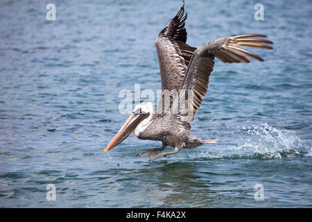 Braunpelikan (Pelecanus occidentalis), der an der Meeresoberfläche entlang fliegt Stockfoto