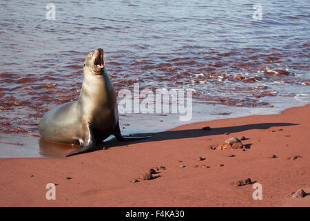 Galapagos-Seelöwe (Zalophus Wollebaeki) am Vulkanstrand mit roten Sand von Oxidation von Eisen reichen lava Stockfoto