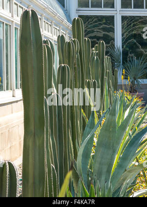 Kaktus Zaun in Haupt Conservatory, New York Botanical Garden, der Bronx, NY, USA Stockfoto