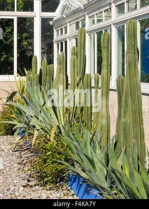 Kaktus Zaun in Haupt Conservatory, New York Botanical Garden, der Bronx, NY, USA Stockfoto