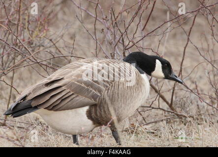 Kanada-Gans vor Dornen stehen. Stockfoto