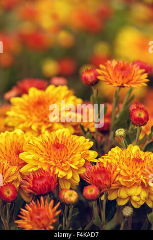 Orange gelb Mama oder Chrysantheme Blumen blühen im Garten Stockfoto