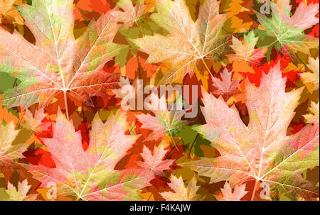 Herbst Blatt Hintergrund Konzept mit saisonalen Ernte Farben als Hintergrund mit einer Gruppe von Blättern in einem Laub-Muster. Stockfoto