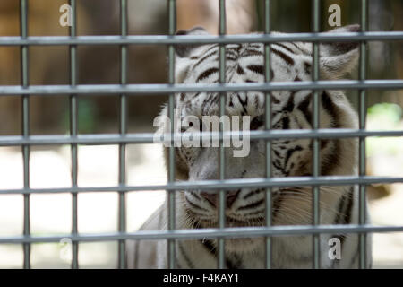 weißen Bengal-Tiger im Käfig des Zoos Stockfoto