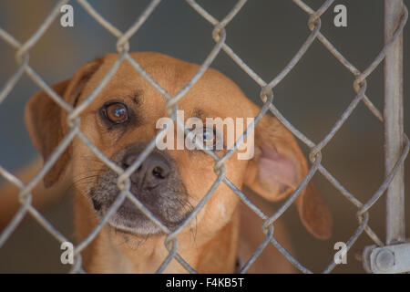 Hund auf der Suche durch Maschendrahtzaun Stockfoto