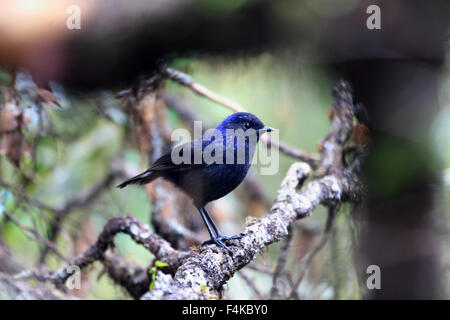 Glänzende Whistling Thrush (Myophonus Melanurus) in Sumatra, Indonesien Stockfoto