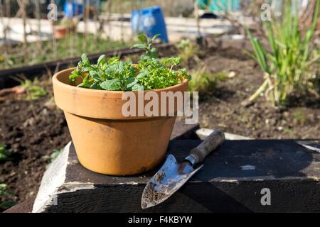 sonnendurchflutetes frischer Minze wächst in einem Terrakotta-Topf auf einer Zuteilung Stockfoto