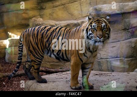 Jae Jae, London Zoo männlichen Sumatra-Tiger im Tiger Territory Gehäuse bei ZSL Stockfoto