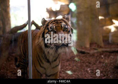 Nahaufnahme von Jae Jae, London Zoo männlichen Sumatra-Tiger im Tiger Territory Gehäuse bei ZSL Stockfoto