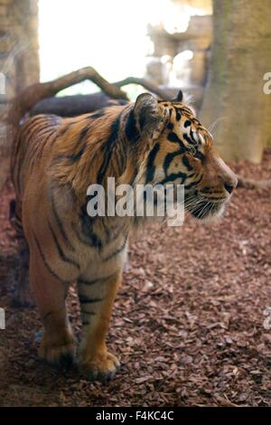 Jae Jae, London Zoo männlichen Sumatra-Tiger im Tiger Territory Gehäuse bei ZSL. Seitenprofil Stockfoto