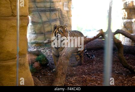 Jae Jae, London Zoo männlichen Sumatra-Tiger im Tiger Territory Gehäuse bei ZSL Stockfoto