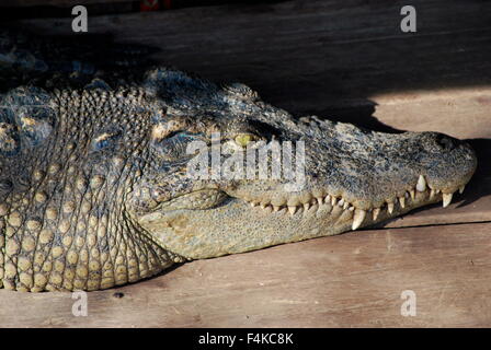 Salzwasser-Krokodil auf einem schwimmenden Dorf am Tonle Sap Fluss, Kambodscha Stockfoto