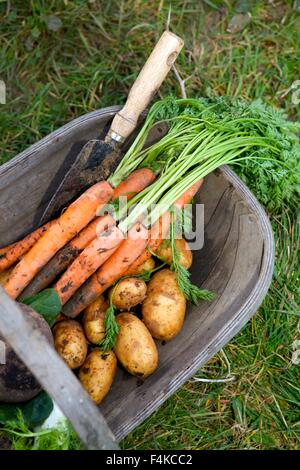 frisch geerntete Möhren und Kartoffeln in einem Garten trug Stockfoto