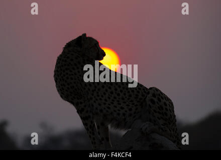 Weibliche Gepard (Acinonyx Jubatus) sitzen gegen die untergehende Sonne Sandibe Camp, Okavango Delta, Botswana, Südafrika Stockfoto