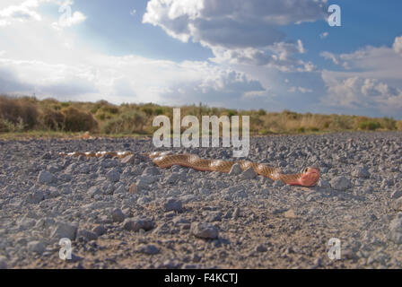 Westlichen Abschreckung, (Coluber Flagellum Testaceus), New Mexico, USA. Stockfoto