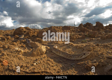 Painted Desert glänzende Schlange, (Arizona Elegans Philipi), New Mexico, USA. Stockfoto