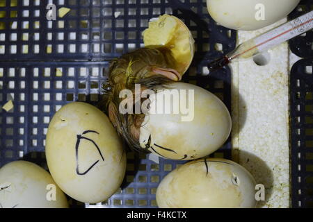 Ausbrüten von Eiern von Entenküken einer Moschus Ente im Inkubator. Anbau von Geflügel. Stockfoto