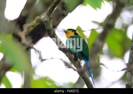 Long-tailed Broadbill (Psarisomus Dalhousiae) in Sumatra, Indonesien Stockfoto