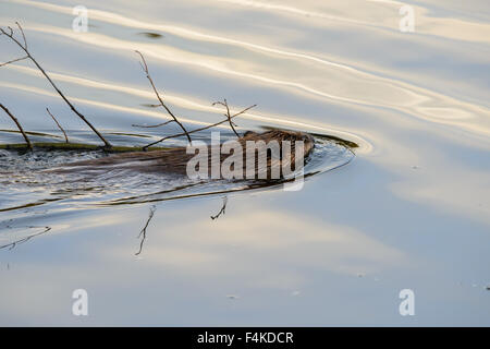Biber Schwimmen mit kleiner Baum Stockfoto