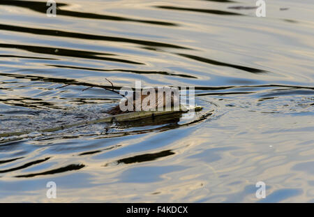 Biber Schwimmen mit kleiner Baum Stockfoto