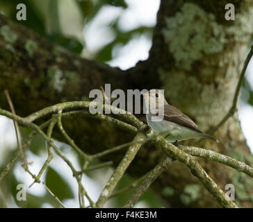 Marsh Warbler (Acrocephalus Palustris) ist eine alte Welt Grasmücke, die derzeit in der Familie Acrocephalidae eingestuft. Stockfoto