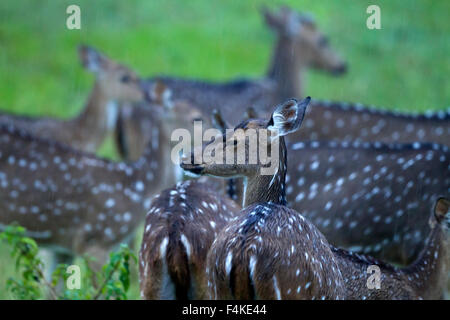 Gefleckte Rehe bei starkem Regen Stockfoto