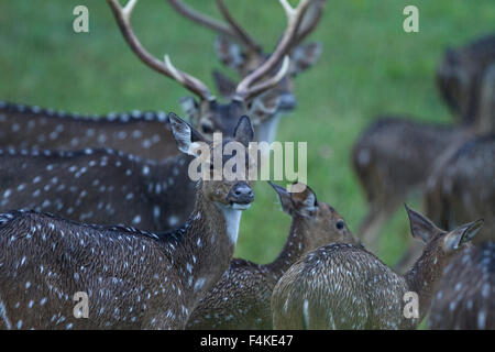 Gefleckte Rehe bei starkem Regen Stockfoto