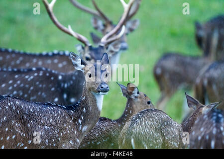 Gefleckte Rehe bei starkem Regen Stockfoto