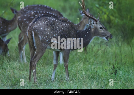 Gefleckte Rehe bei starkem Regen Stockfoto