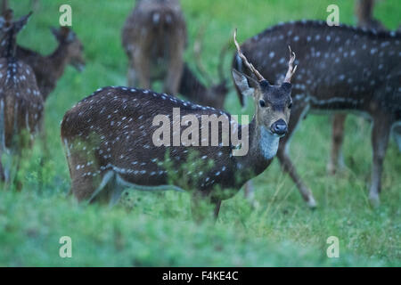 Gefleckte Rehe bei starkem Regen Stockfoto